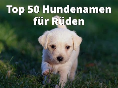 Hundenamen Rüde Top 50 Beliebteste Namen Für Rüden 2024