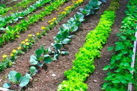 Vegetable Garden Layout Rows Square Foot Or Wild