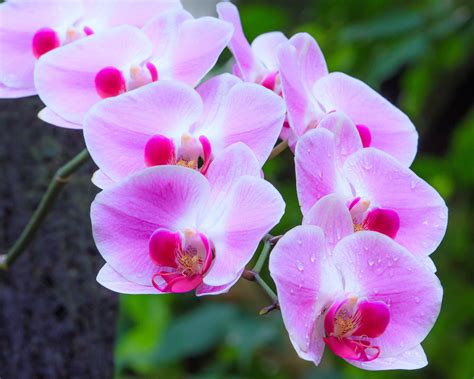 Flowers Of Purple Orchids Ornamental Plants Desktop Hd