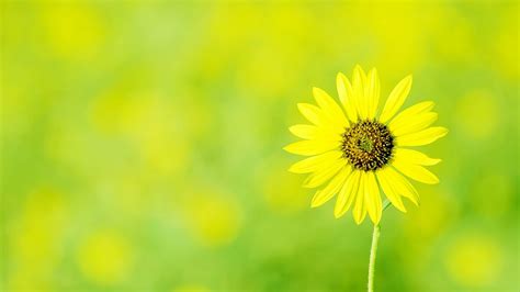 Computer Wallpapers Green And Yellow 2020 Cute Wallpapers