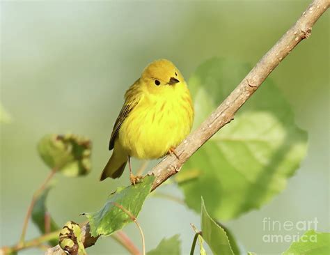 Yellow Warbler Indiana Photograph By Steve Gass Fine Art America