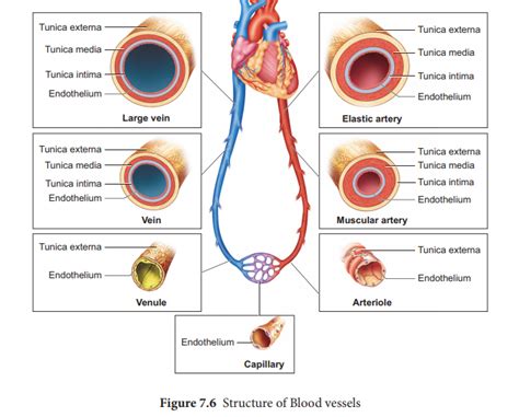 The blood vessels are the components of the circulatory system that transport blood throughout the human body. Structure of blood vessels