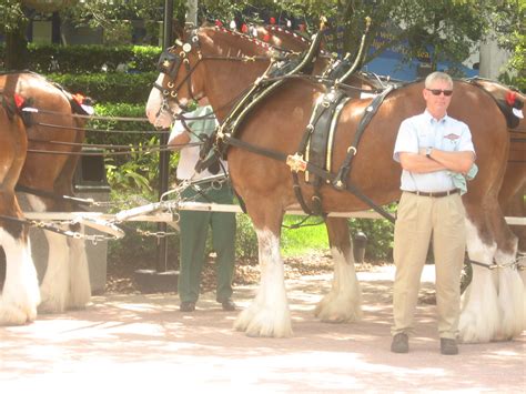 Anheuser Busch Clydesdale Horses Pchrist06 Flickr