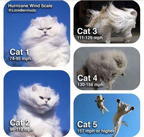 Pin By Twilightsm On Lolz Funny Cat Memes Hurricane Memes Funny Cats