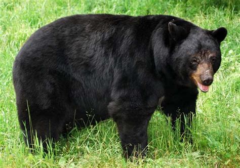 American Black Bear Factsfacts In The World