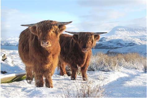 Highland Cattle In Winter Our Local Wild Life Click To See Full