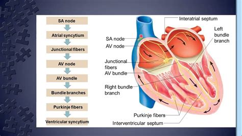 Properties Of Cardiac Musclejunctional Tissues Of Heartgeneration Of
