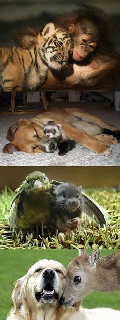 50 Odd Animal Couples Ideas Animals Friendship Odd Animal Couples