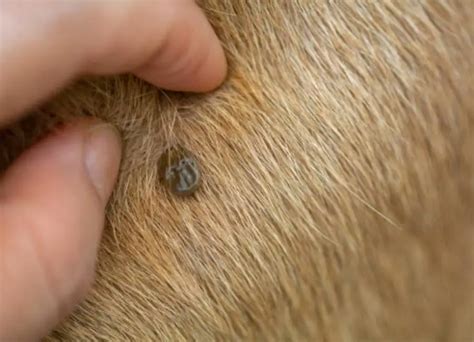 How To Know If My Dog Has Ticks 10 Top Signs