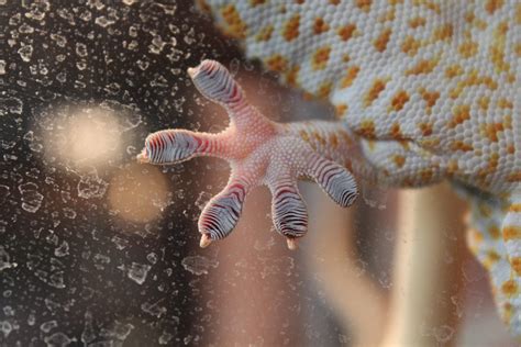 This Picture I Took Of A Geckos Foot Rmildlyinteresting