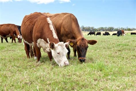 Starting Beef Cattle Farming Business Plan Pdf Startupbiz Global