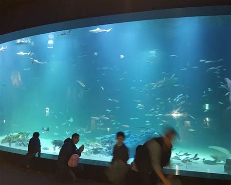 The 10 Best Zoos And Aquariums In South Korea Tripadvisor