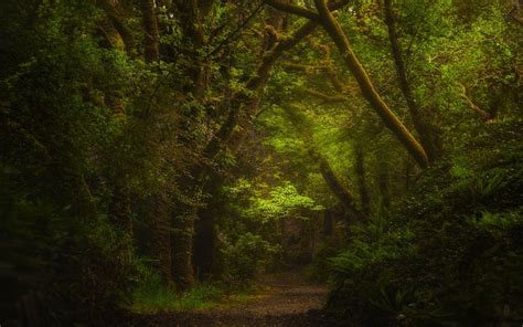 Nature Forest Path Green Shrubs Landscape Ireland Ferns