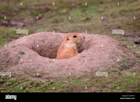 Burrow Of Hi Res Stock Photography And Images Alamy
