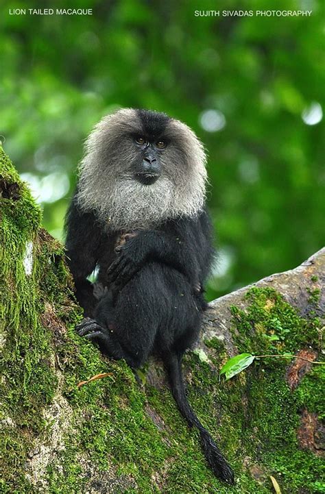 Lion Tailed Macaque Wildlife Nature Photography Photography