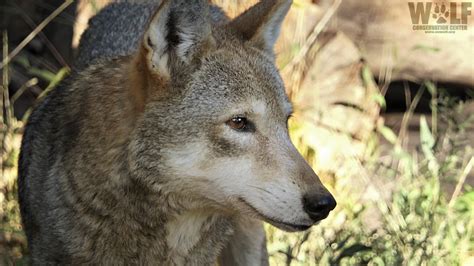 Rare Red Wolf Yodels And Howls Wolf Conservation Center