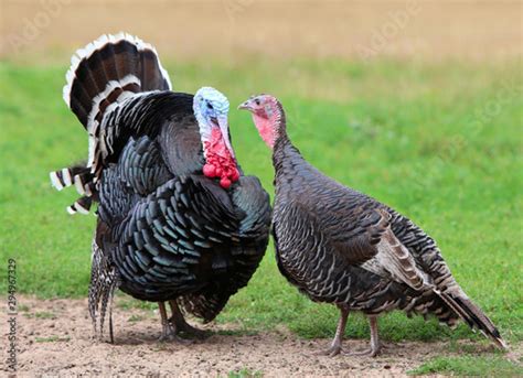 Gobbler Male And Female Turkeys On Farm A Couple Of Home Birds You Re Shooting Outdoors