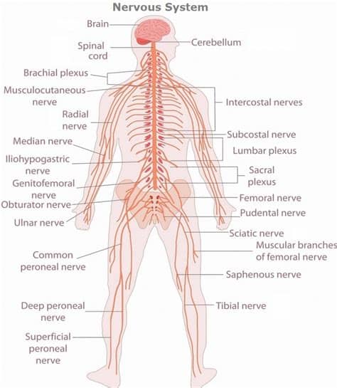 Browse nervous system templates and examples you can make with smartdraw. The Many Functions of Your Nervous System | DrTroyBuescher