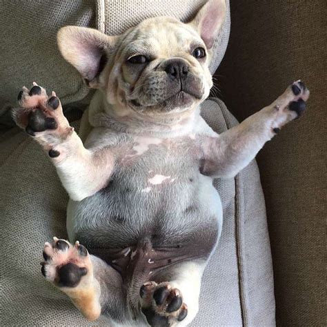 We generally recommend that merchants in the following industries will see the most. Bulldog Puppies on Instagram: "Can i have belly rubs ...