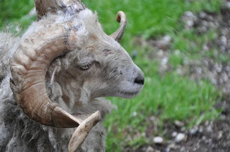 Billy Goat Animal Horns · Free Photo On Pixabay