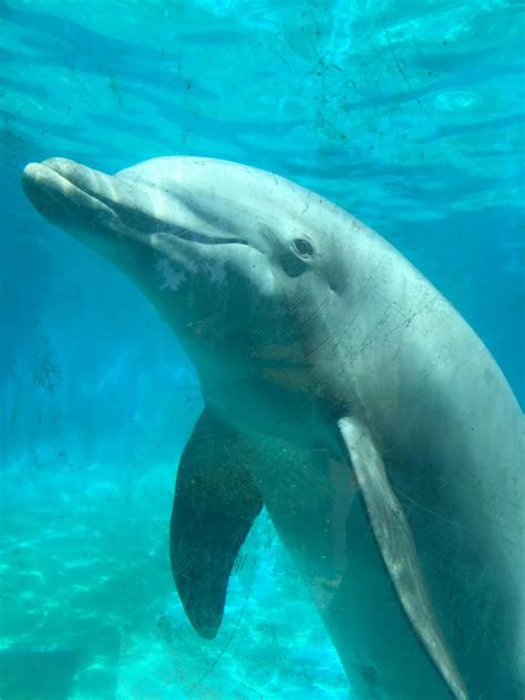 Common Bottlenose Dolphin Zoochat