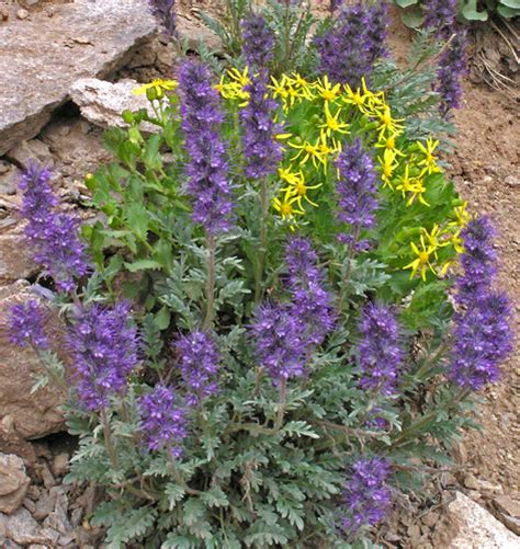 Southwest Colorado Wildflowers Phacelia Sericea