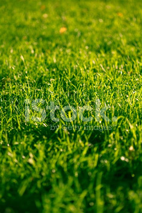 Green Grass In Sunlight Stock Photo Royalty Free Freeimages