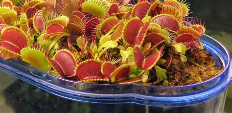 Venus Fly Trap Care Basic Guide And Tips For Growing Carnivorous Plants