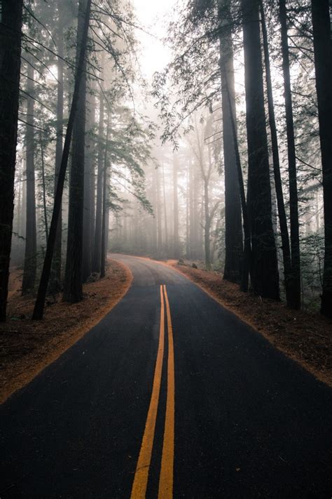 Free Download Wallpaper Forest Trees Fog Road Wallpapermaiden 650x975