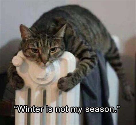 35 Funny Animals Who Are Definitely Not Ready For Winter