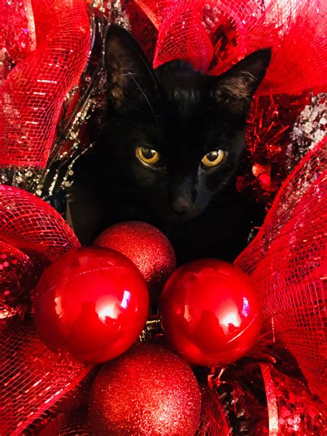 Im A Christmas Beauty Black Cats Rock Christmas Cats Baby Cats