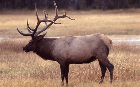 Elk A Bull Elk In Yellowstone National Park Photo Courte Flickr