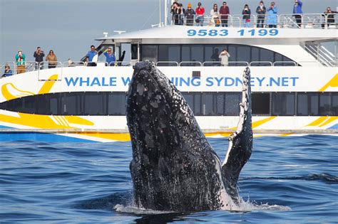 Best fleet of custom built and fast boats. 3hr Discovery Cruise - Best Boat in Sydney - Whale ...