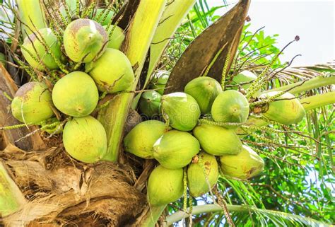 Coconuts On Palm Tree Stock Image Image Of Beach Plant 33586841