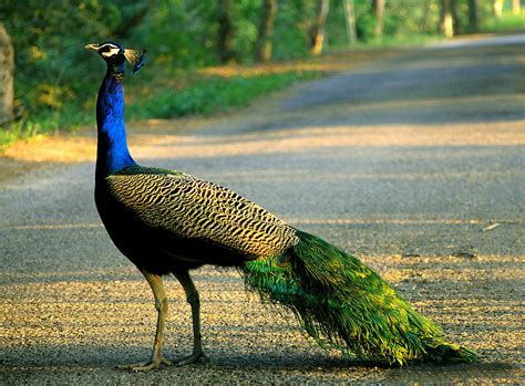 National Bird of India | Cultural India, Culture of India