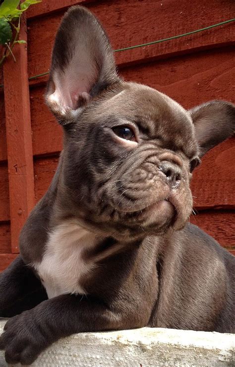 Well, thanks to our helpful guide, you can start to limit the varieties of dog foods available for you to find the right one for your beloved french bulldog. thebestofbluesuk | Chocolate french bulldog, French ...