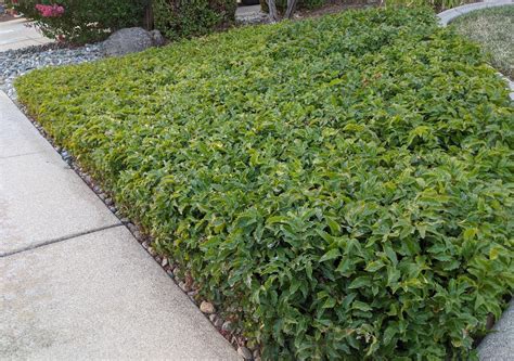 Mahonia Aquifolium Compacta Landscape Plants Oregon State University