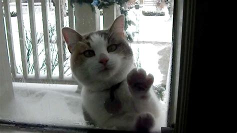 Funny Cat Hates Winter Youtube