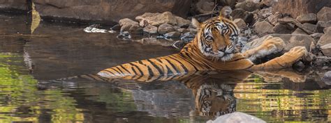 About Wildlife Photography India