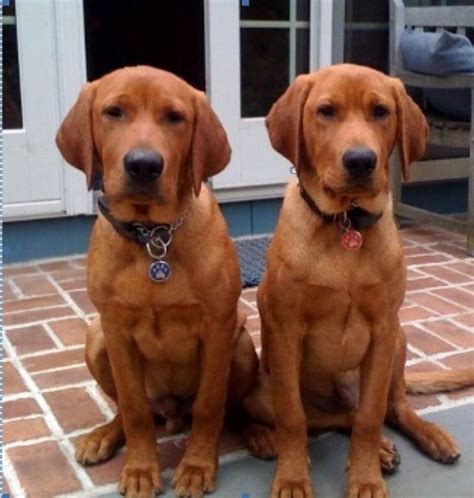 135 Best Images About Fox Red Labradors Gorgeous On Pinterest Lab