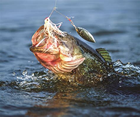 California Bass Forecast Game And Fish