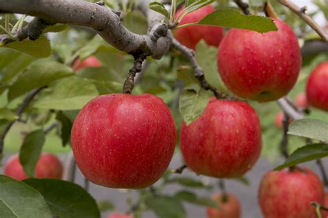 Apples Aptinet Aomori Sightseeing Guide