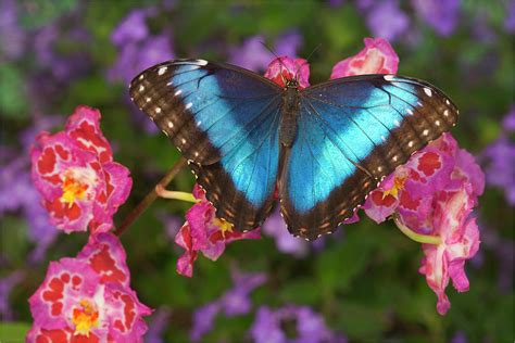 Blue Morpho Butterfly Morpho Photograph By Darrell Gulin
