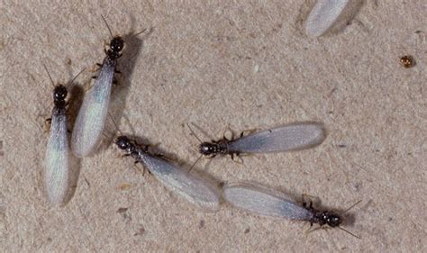 Flying Termites In Colorado Wilhelmina Jack