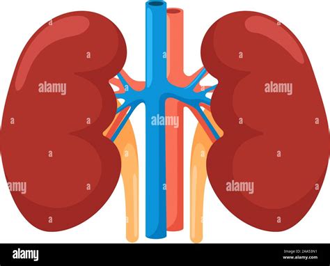 Kidney Human Internal Organ Urinary Endocrine System Front View