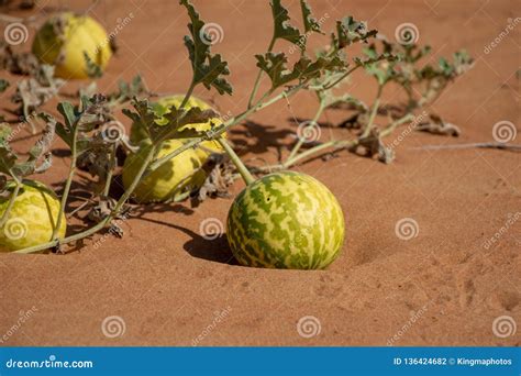 Desert Squash Citrullus Colocynthis Handhal In The Sand In The United