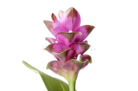 Turmeric Flower And Plant Stock Photo Image Of Turmeric