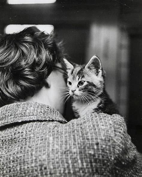 thurston hopkins cats of london in the 1950s cats cat photography cat people