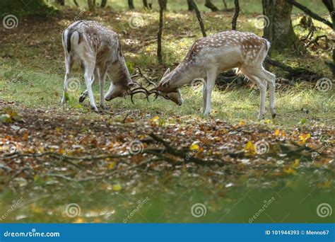 Fallow Deer During Mating Season Stock Image Image Of Rest Wildlife