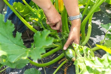 How To Prune And Stake Zucchini Complete Guide
